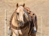 Hing, Quarter Horse — 6. fotó