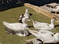 Ducks — photo 6