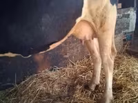 गाय, गोलस्टीन नस्ल — फ़ोटो 1
