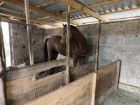Cavalo, Cavalos — foto 5