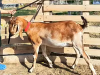 Nőstény kecske, Nubian Goat — 4. fotó