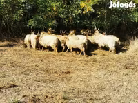 Juh, Racka sheep — 5. fotó