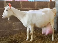 Nőstény kecske, Saanen goat — 1. fotó