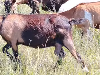 عنزة, Nubian Goat — الصورة 2