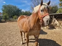 母马, Horses — 照片 1