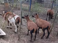 Kos, Cameroon sheep — 4. fotó