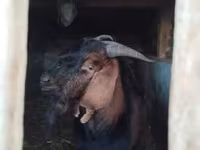 Kozel, Nubian Goat — foto 1