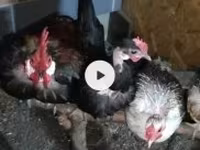 Chickens — الصورة 1