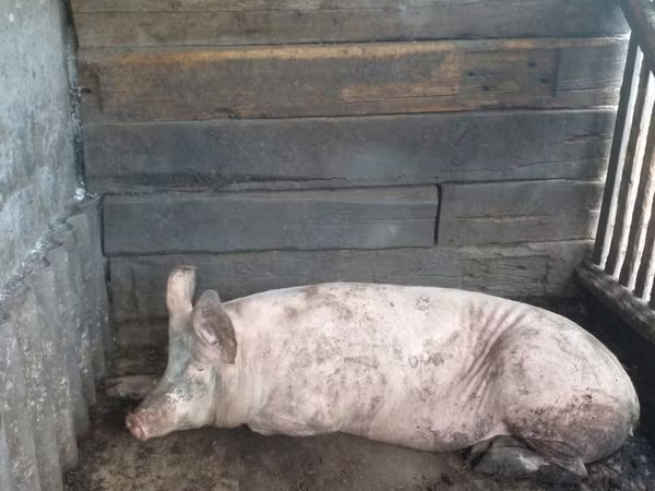 Sow, Pigs