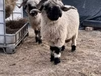 Juh, Valais Blacknose sheep — 3. fotó