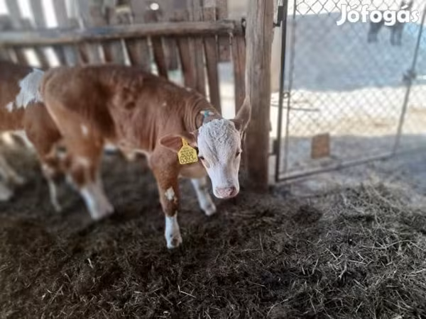 Toro, Simmental cattle