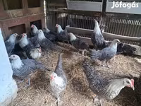 ब्रेकल — फ़ोटो 2