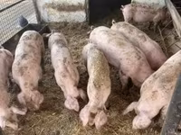 公猪, Pigs — 照片 4