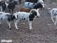 Kos, Jacob's sheep — 1. fotó