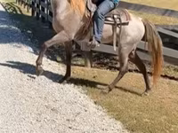 Horse (M), Rocky Mountain Horse — photo 4