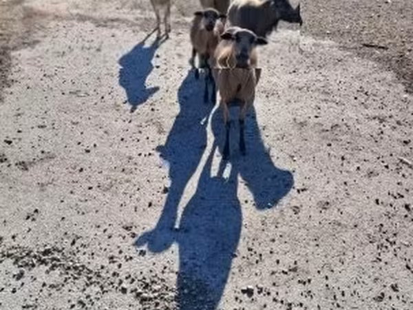 Ovce, Cameroon sheep — Maďarsko