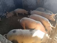 मादा सूअर — फ़ोटो 7