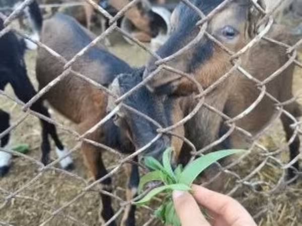Billy Goat, Goats