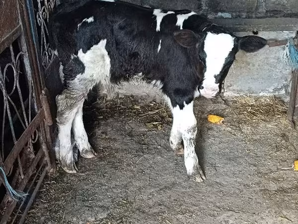 Bika, Russian Black pied cattle