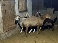 Ovelha, Arashan sheep — foto 2