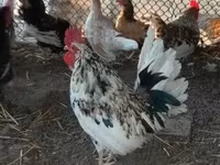 Chickens — الصورة 6
