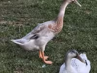 Ducks — photo 3
