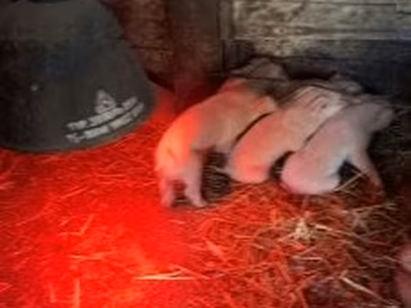 母猪, Pigs