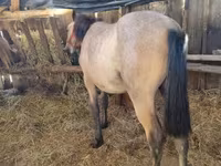 Horse (M), Horses — photo 3