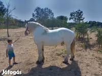 حصان, Percheron — الصورة 3