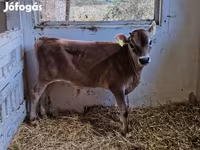 Toro, Raza Jersey — foto 2