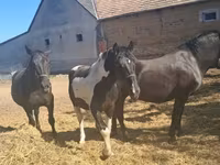 Hing, Nonius horse — 1. fotó
