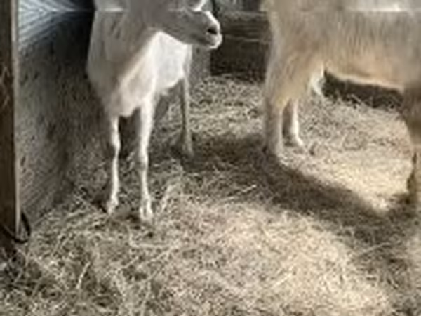 母山羊, Goats