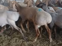 Carnero, Hissar sheep — foto 3