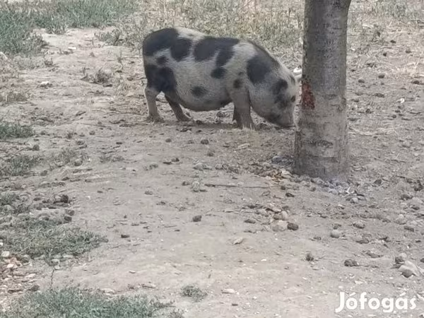 خنزيرة, Гёттингенский минипиг