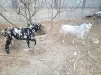 Cabras (lote, sexo no especificado), Cabras — foto 2