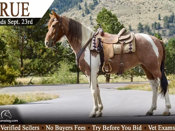 Kanca, Tennessee Walking Horse