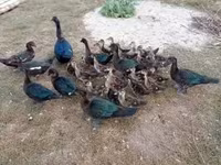 Ducks — foto 2