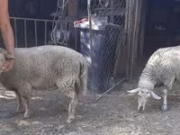 母羊, Sheep — 照片 8