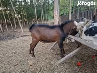 Bak, Nubian Goat — 2. fotó