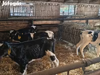 Toro, Russian Black pied cattle — foto 3