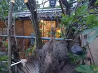 Guinea fowl — Foto 4