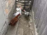 Geese — फ़ोटो 5