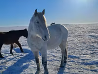 Horse (M), Alter Real — photo 2