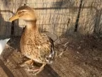 Ducks — photo 2