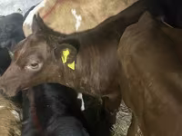 Bovinos (lote, sexo no especificado), Simmental cattle — foto 3