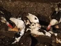 Ducks — foto 5