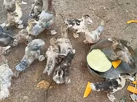 Ducks — Foto 2