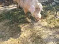 公猪, Pigs — 照片 2