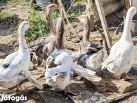 Geese — 5. fotó