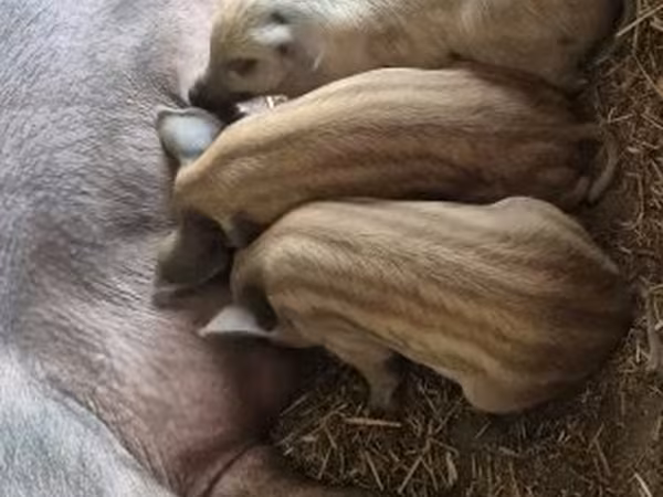 公猪, Мангалица
